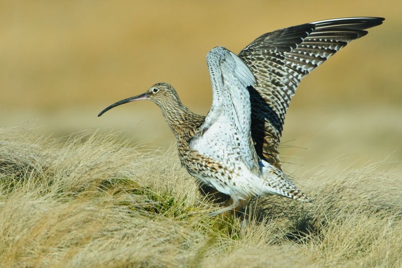 Curlew ©Martin Rogers Photography