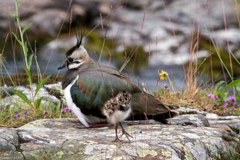 Lapwing ©Martin Rogers Photography