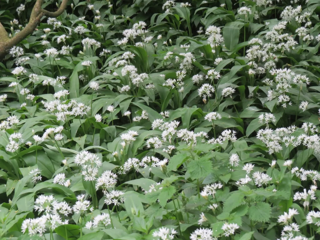 Wild Garlic